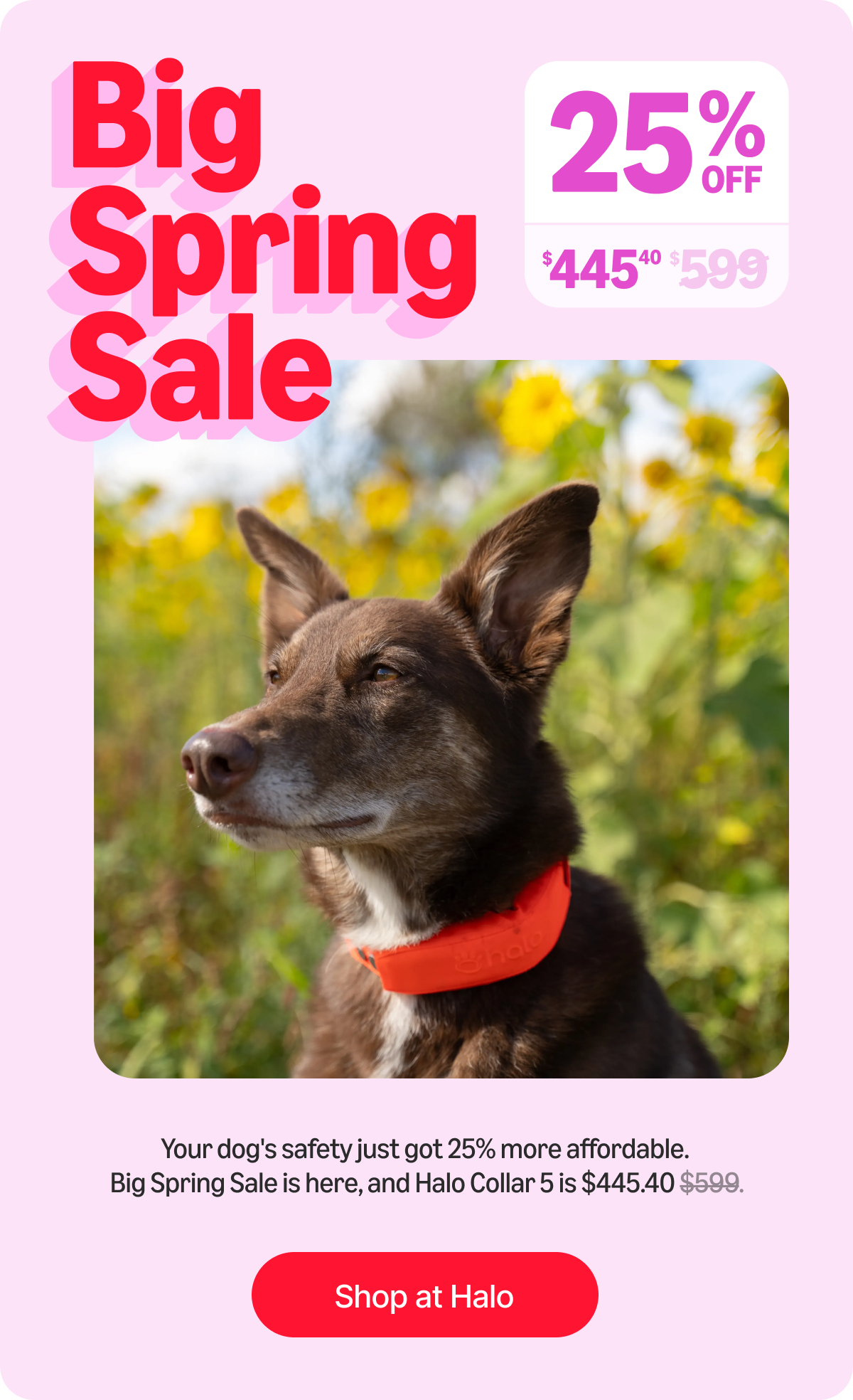 Our biggest Halo Collar 5 deal ever is here. Take 25% off during the Big Spring Sale and give your dog safe, off-leash freedom. Act quick, this deal is a limited-time offer.