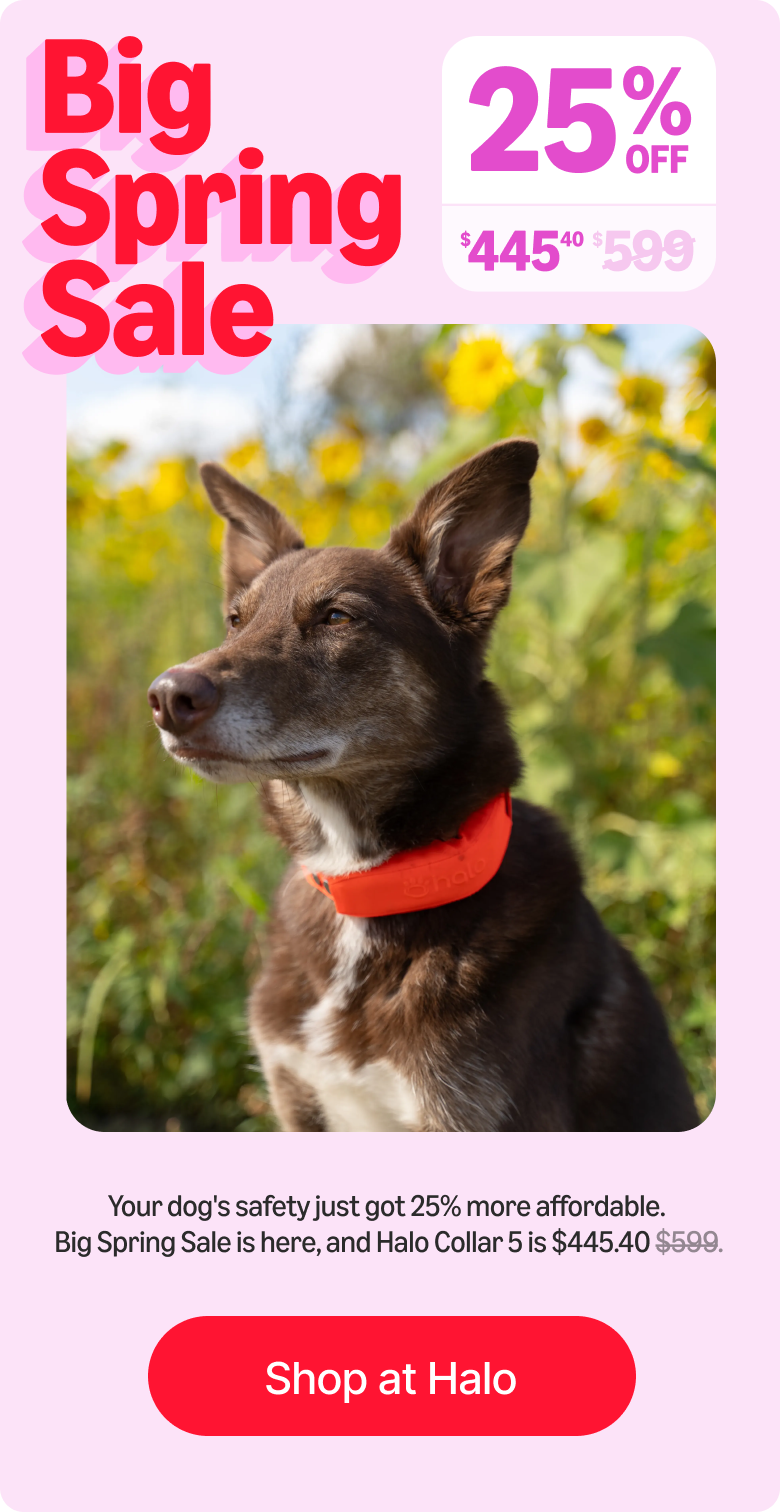 Our biggest Halo Collar 5 deal ever is here. Take 25% off during the Big Spring Sale and give your dog safe, off-leash freedom. Act quick, this deal is a limited-time offer.