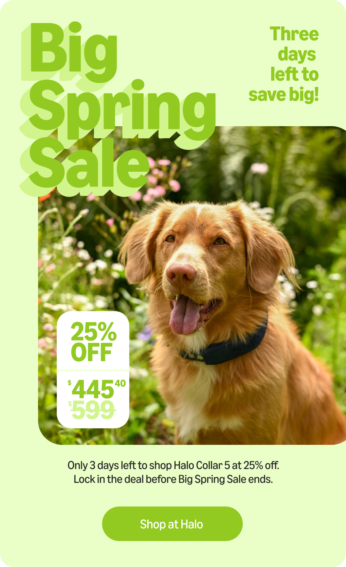 Halo Collar 5 just hit its lowest price ever of 25% off for the Big Spring Sale. Secure this limited-time deal now and keep your pups safe with real-time tracking and wireless fences.