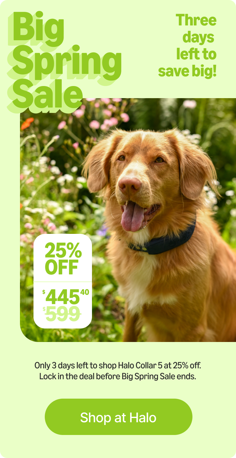 Halo Collar 5 just hit its lowest price ever of 25% off for the Big Spring Sale. Secure this limited-time deal now and keep your pups safe with real-time tracking and wireless fences.