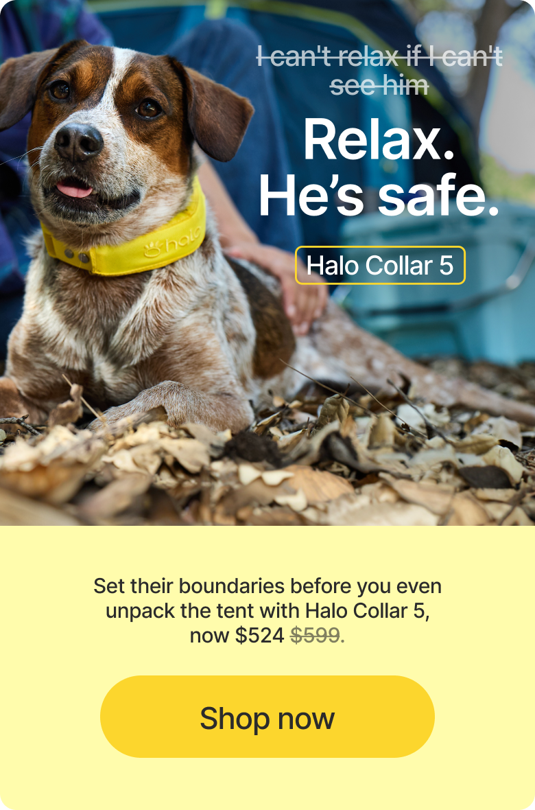 With Halo Collar 5, you don’t have to constantly watch or worry. Portable fences and real-time tracking keep your dog safe wherever you go.
