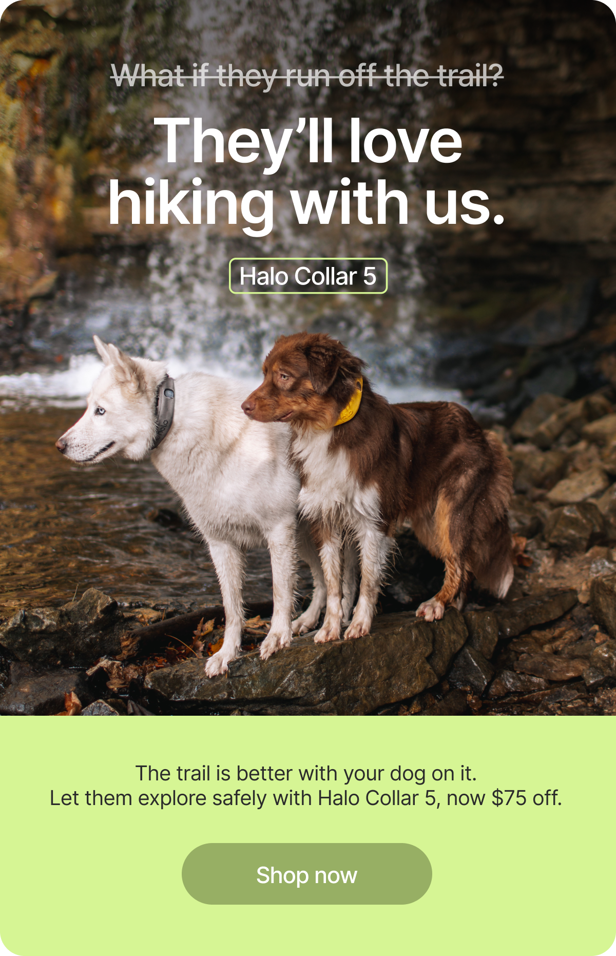 Off-leash freedom without the risk. Create boundaries anywhere and track them in real time with Halo Collar 5. Now $75 off.