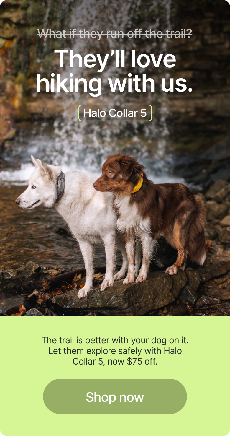 Off-leash freedom without the risk. Create boundaries anywhere and track them in real time with Halo Collar 5. Now $75 off.