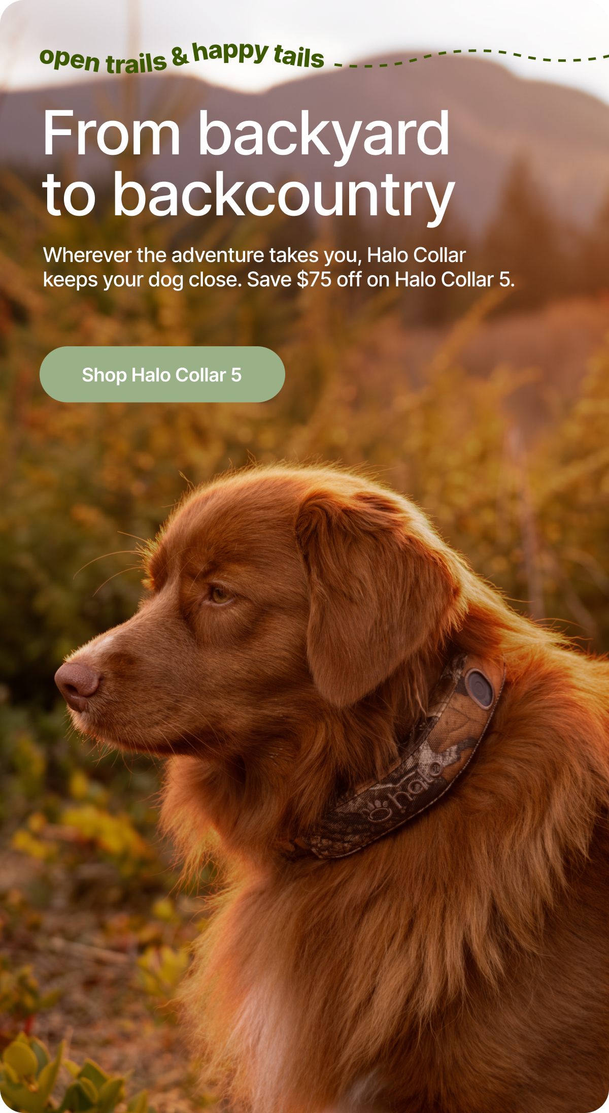 Halo Collar 5 keeps dogs protected from everyday walks to outdoor adventures. Real-time tracking and smart boundaries mean safety, wherever you go.