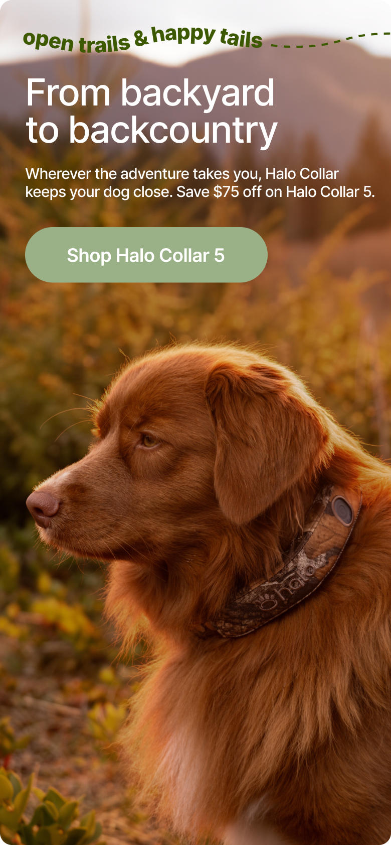 Halo Collar 5 keeps dogs protected from everyday walks to outdoor adventures. Real-time tracking and smart boundaries mean safety, wherever you go.