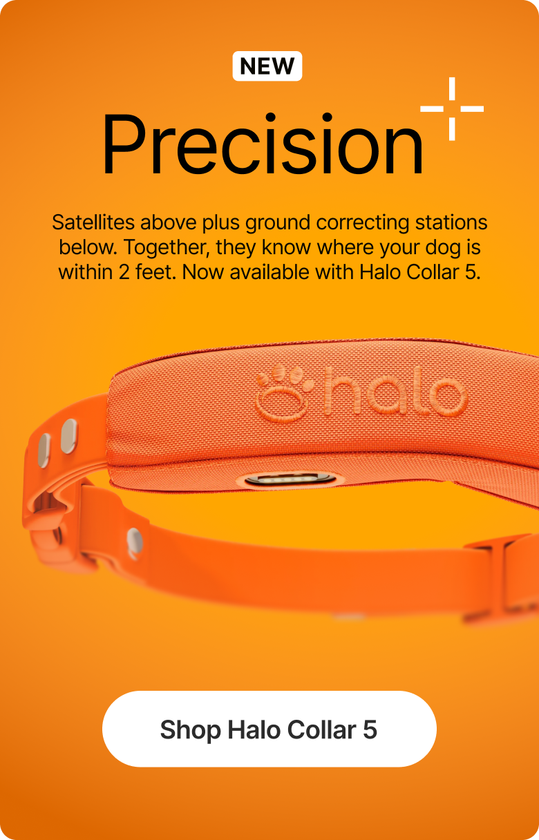 Precision+ is here and your dog's safety just reached a new level. Halo Collar 5 combines satellite GPS with real-time ground corrections for accuracy within 2 feet. Now $75 off.