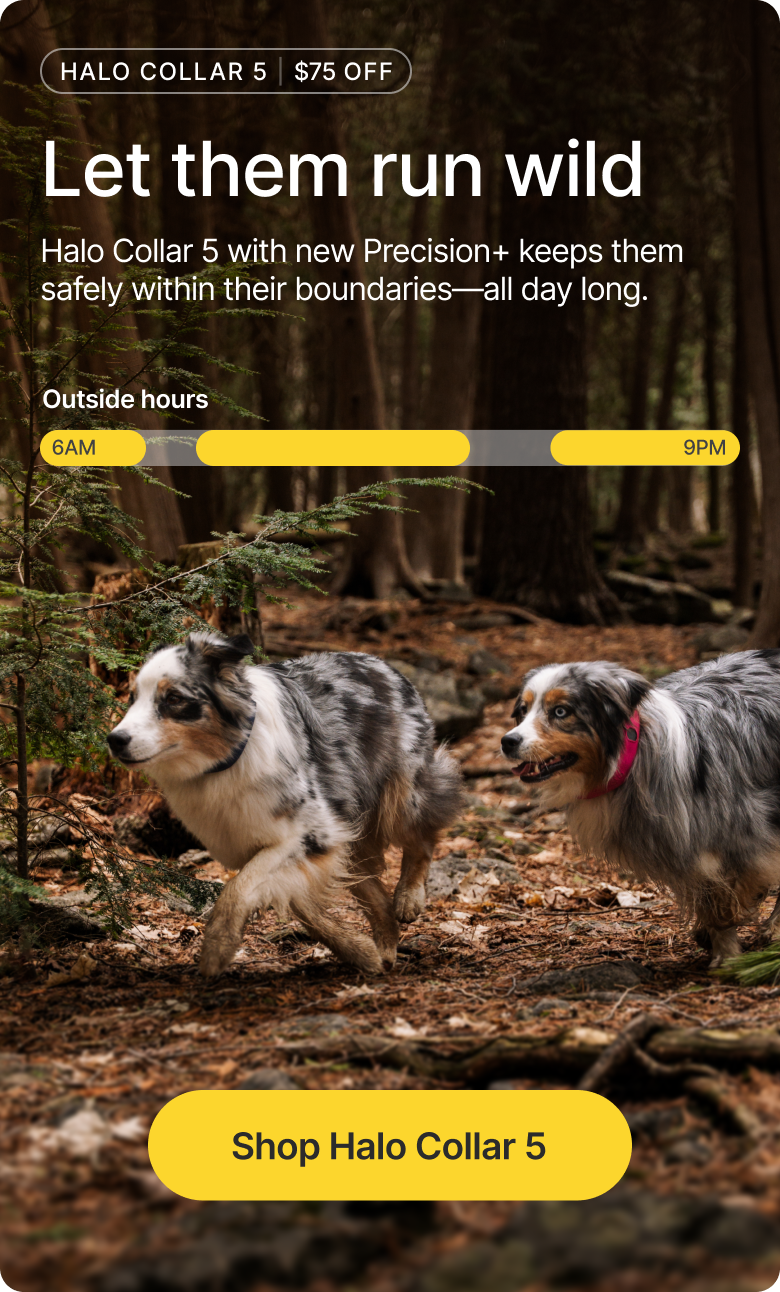 $75 off Halo Collar 5 for a limited time. Let your dog explore off leash safely while you stay worry-free, anywhere you go.