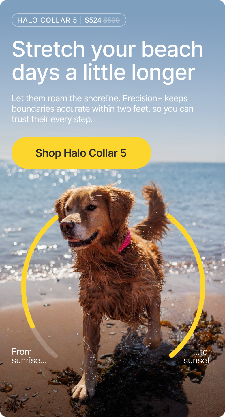 From sunrise to sunset, let your dog roam the shoreline freely. Precision+ GPS stays accurate within 2 feet, even on wide open beaches.