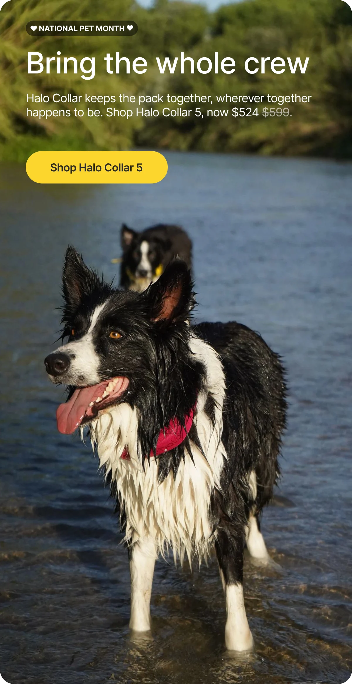 Halo Collar 5 is only $524 this National Pet Month. Set safe boundaries anywhere and keep the whole crew together wherever adventure takes you.