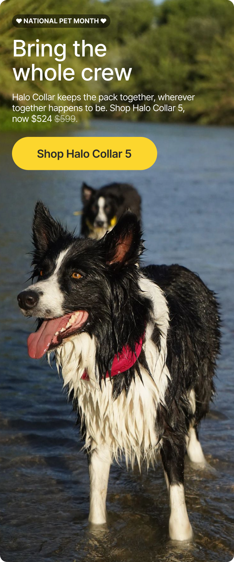 Halo Collar 5 is only $524 this National Pet Month. Set safe boundaries anywhere and keep the whole crew together wherever adventure takes you.