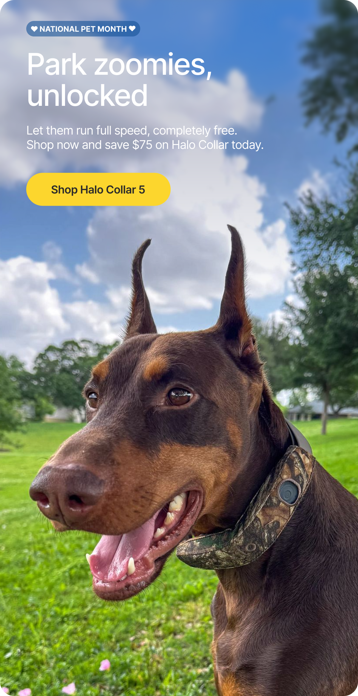 Make that full-speed zoomie run possible every single day. Halo Collar 5 creates a safe GPS fence in seconds so they can fly free at the park.