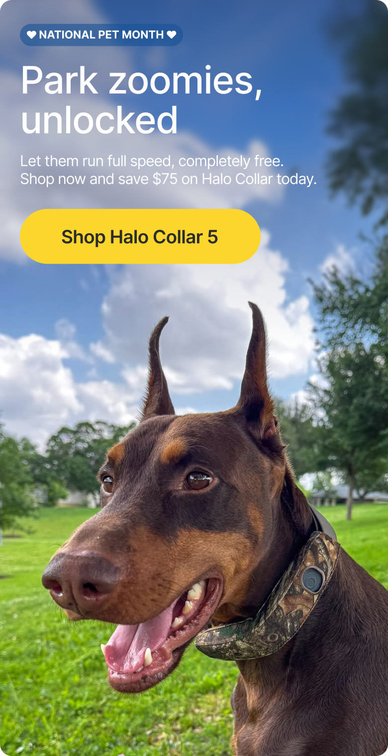 Make that full-speed zoomie run possible every single day. Halo Collar 5 creates a safe GPS fence in seconds so they can fly free at the park.