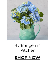 Hydrangea in Pitcher