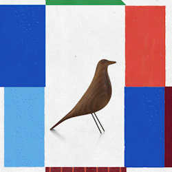 Rare bird