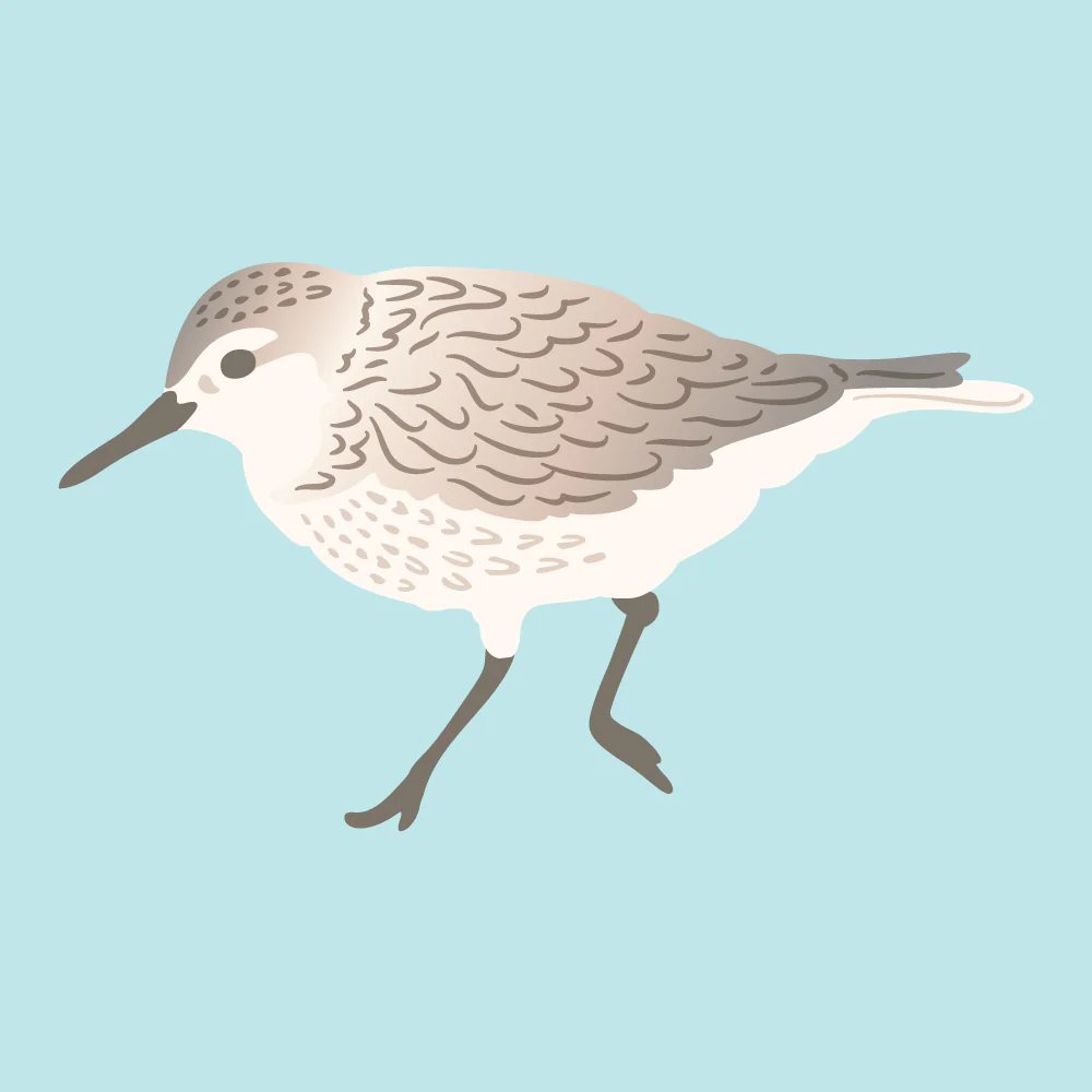 Image of Lovely Layers: Sandpiper - Honey Cut