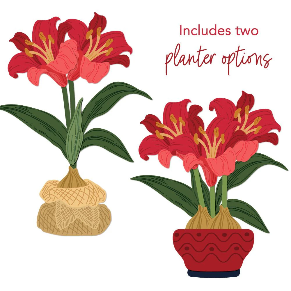 Image of Lovely Layers: Amaryllis - Honey Cuts