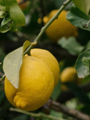 whitney-limoncello whitney-limoncello
