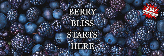 Berry Plant Pre-Sale