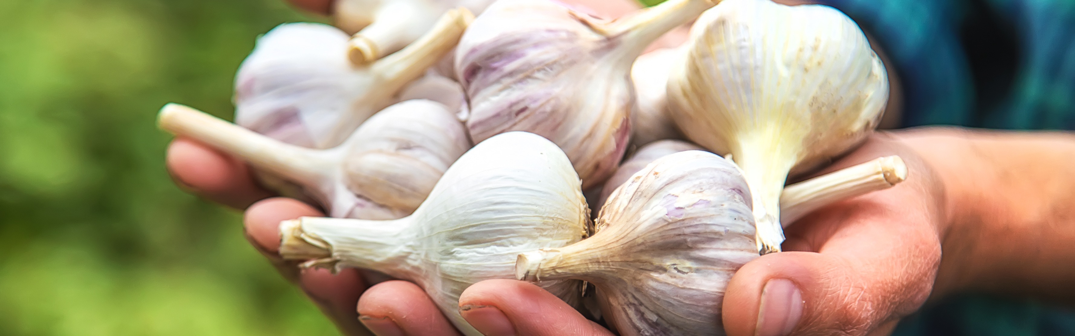 Garlic Pre-Sales