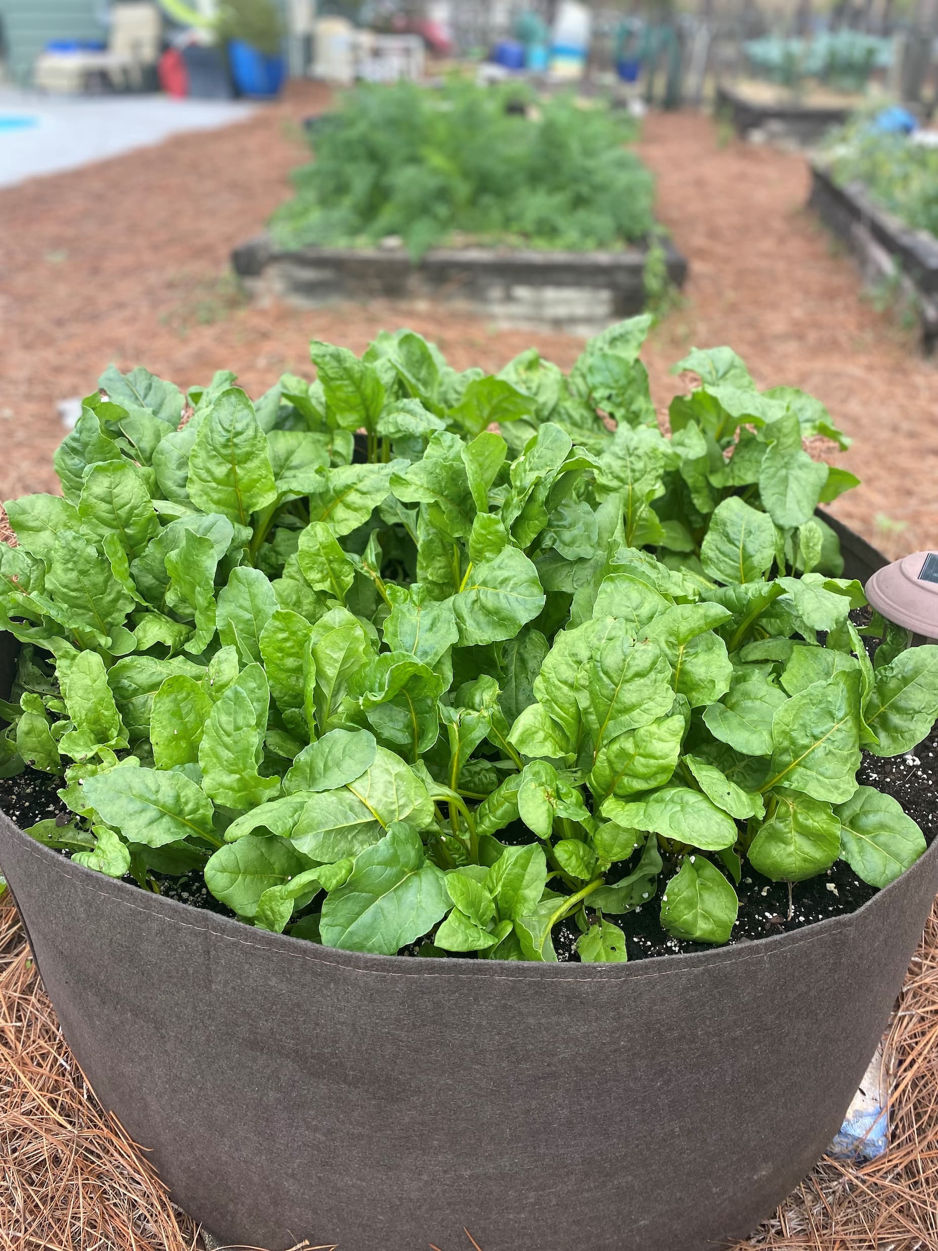 100-gallon Root Pouch
