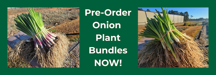 Intermediate-Day Onion Plant Bundles
