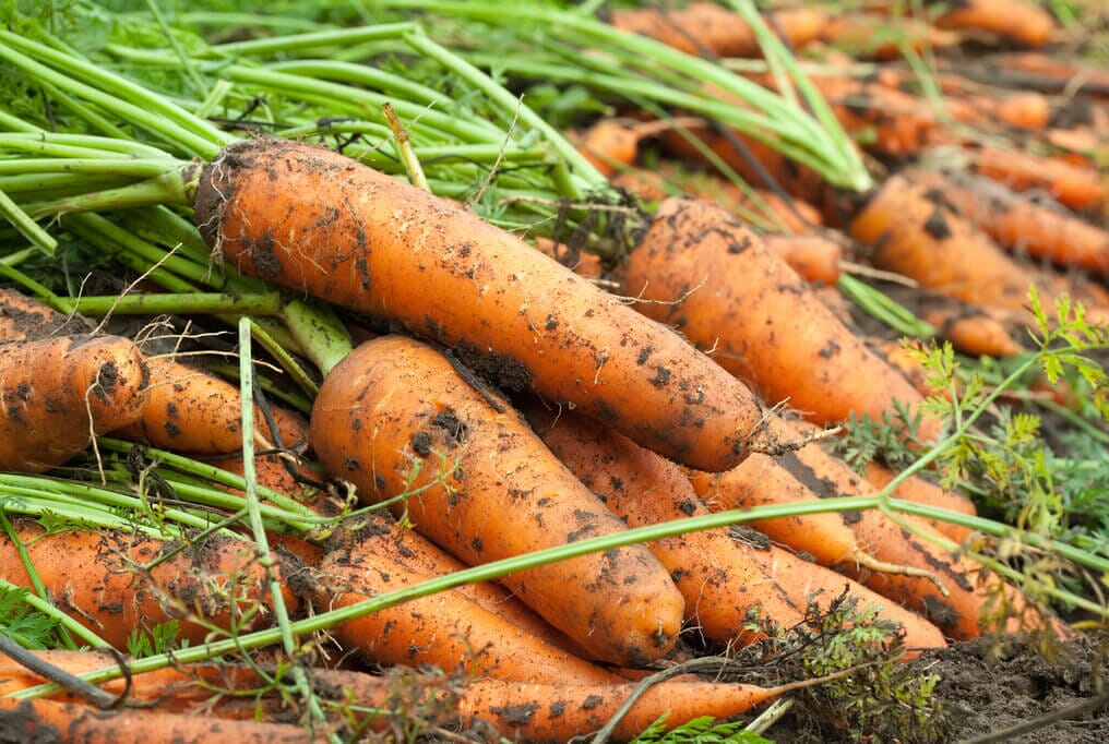 Kuroda Carrot