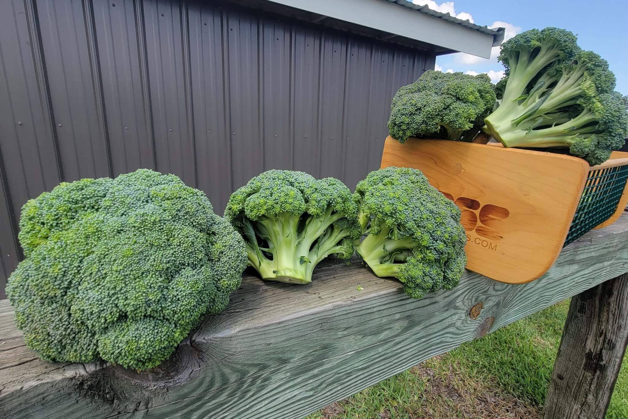 Godzilla Broccoli