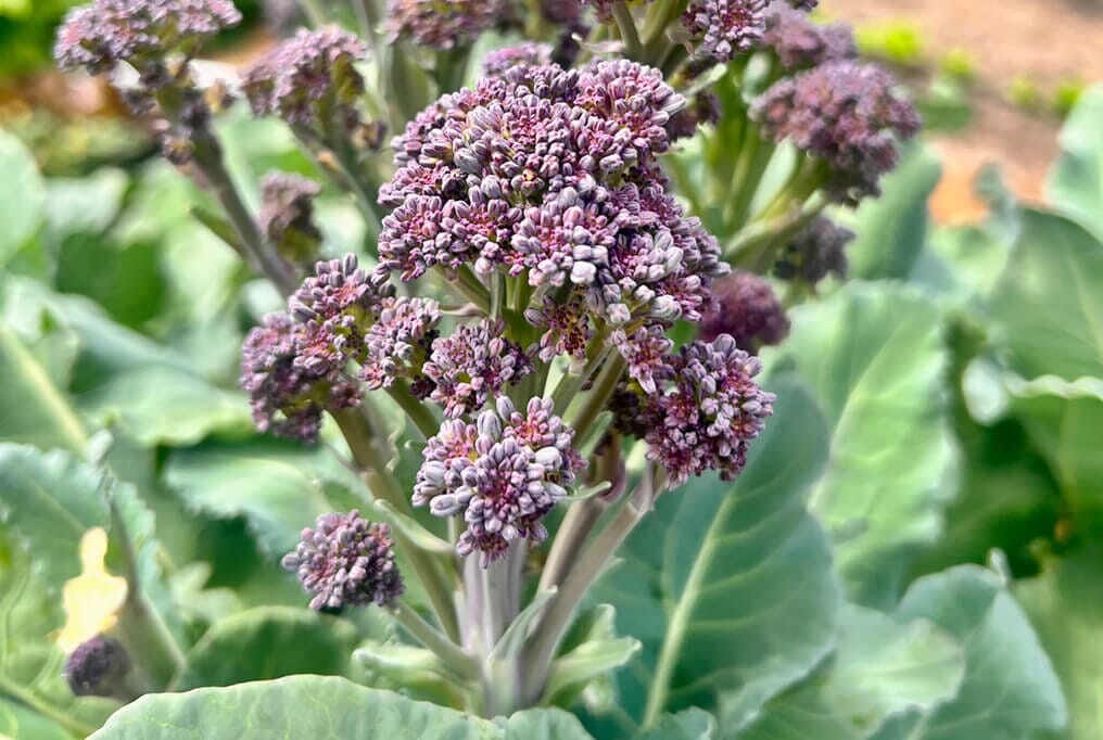 Burgundy Broccoli