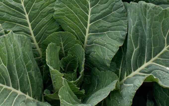 Top Chop Collard
