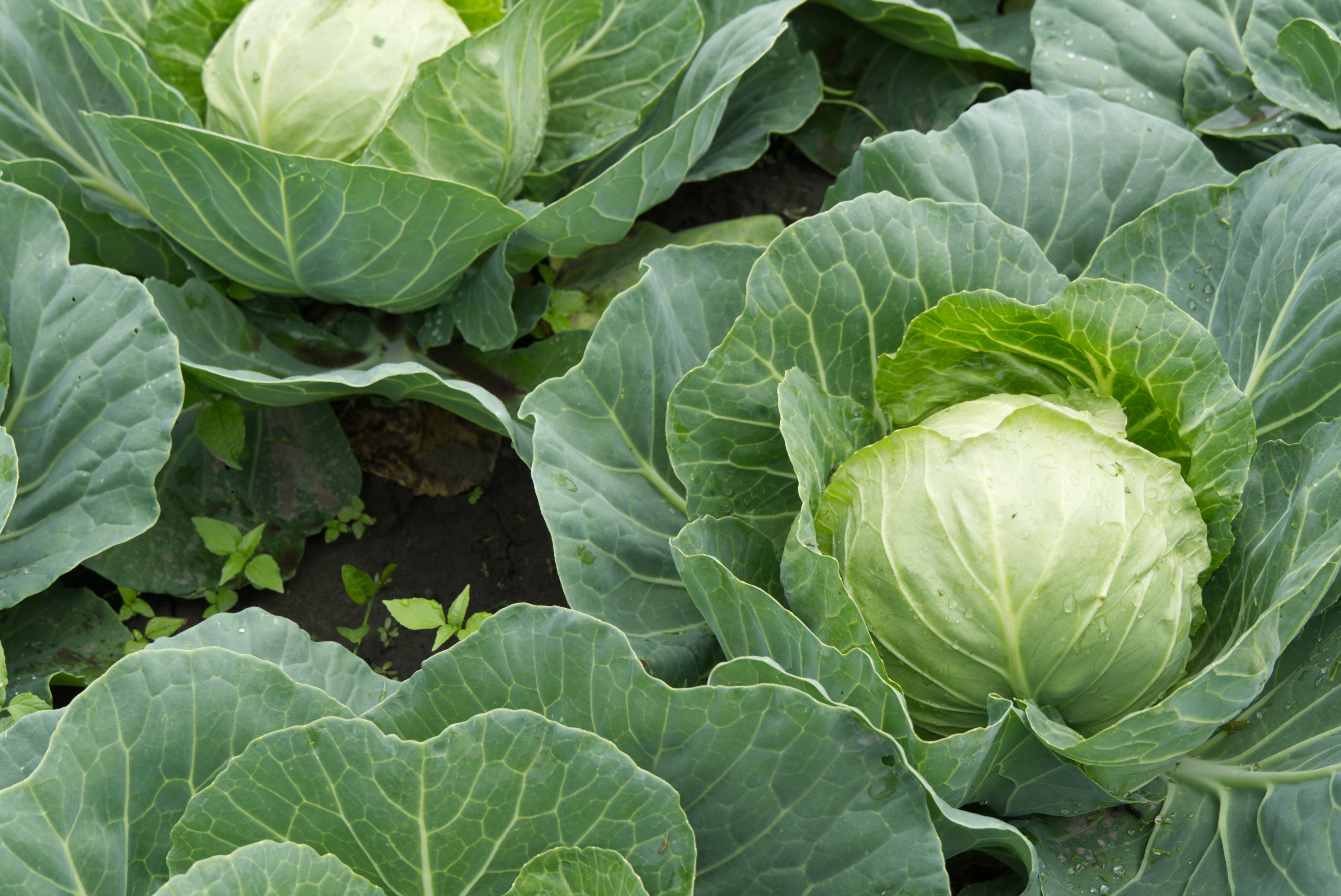 Cheers Cabbage