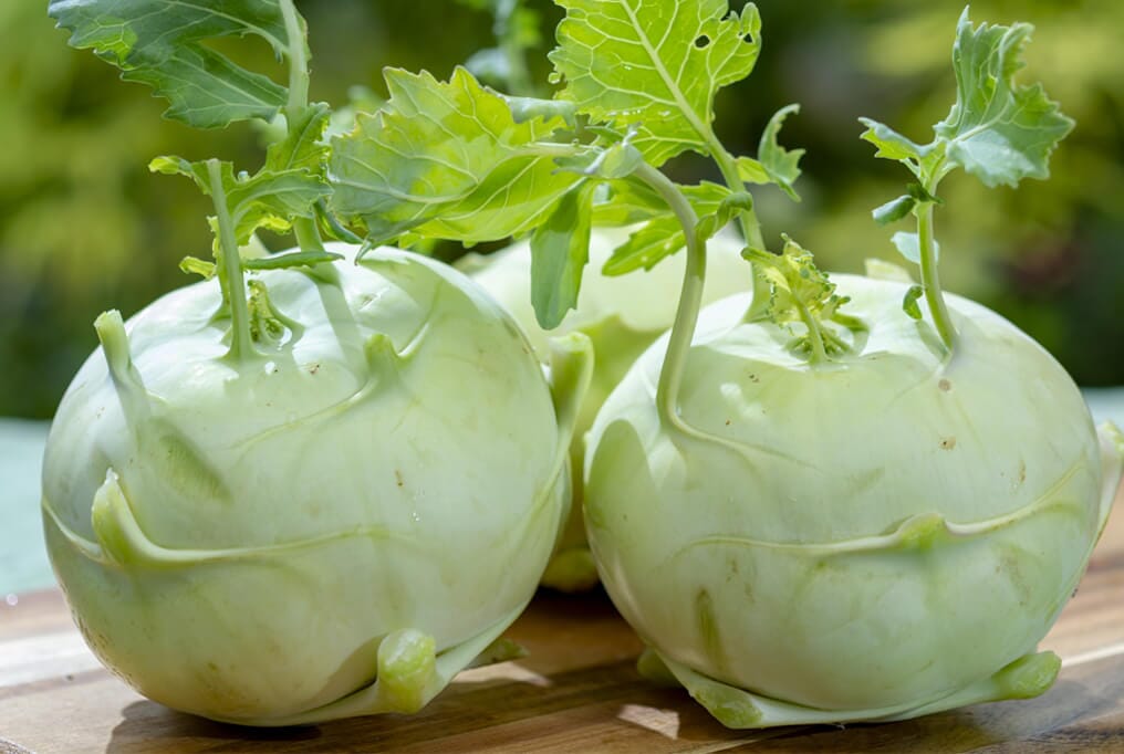 Quickstar Kohlrabi