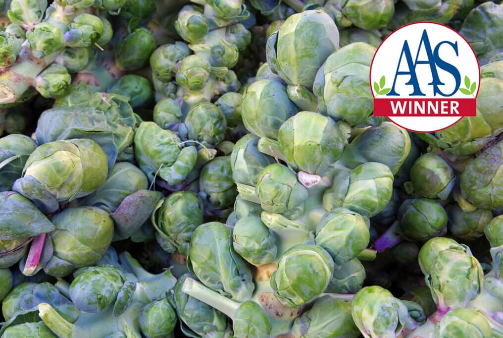 Jade Cross Brussels Sprouts