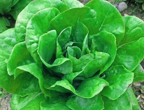 Jericho Romain Lettuce