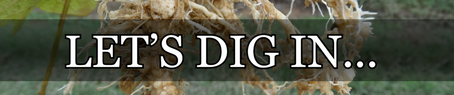 Onion Plant Pre-Sales
