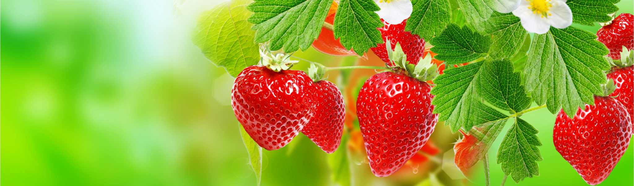Hoss Strawberry Plugs