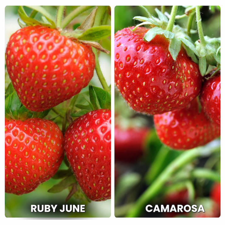Strawberry Plug Bundle