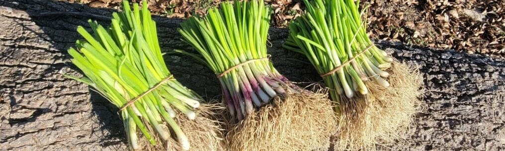 Intermediate-Day Onion Plant Bundle