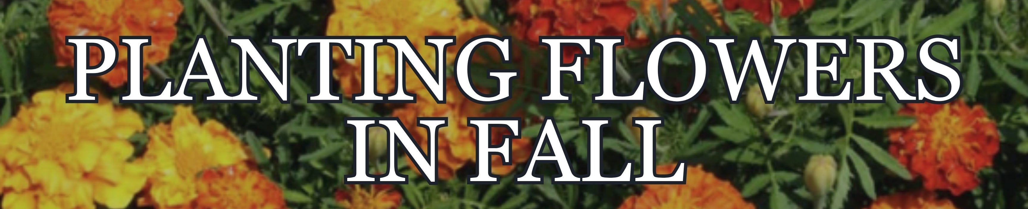 Fall Flowers