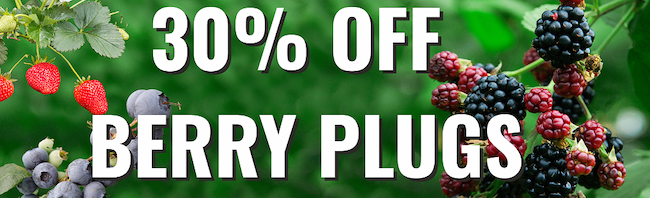 BERRY 30% OFF