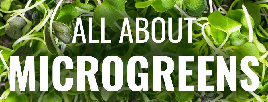Leafy microgreens with white text over them that reads “All About Microgreens” in all caps. 
