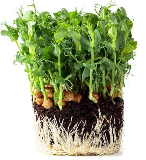 Fresh Green Arrow Pea microgreens with sturdy green stems and leaves growing out of the peas that are rooted in soil. 