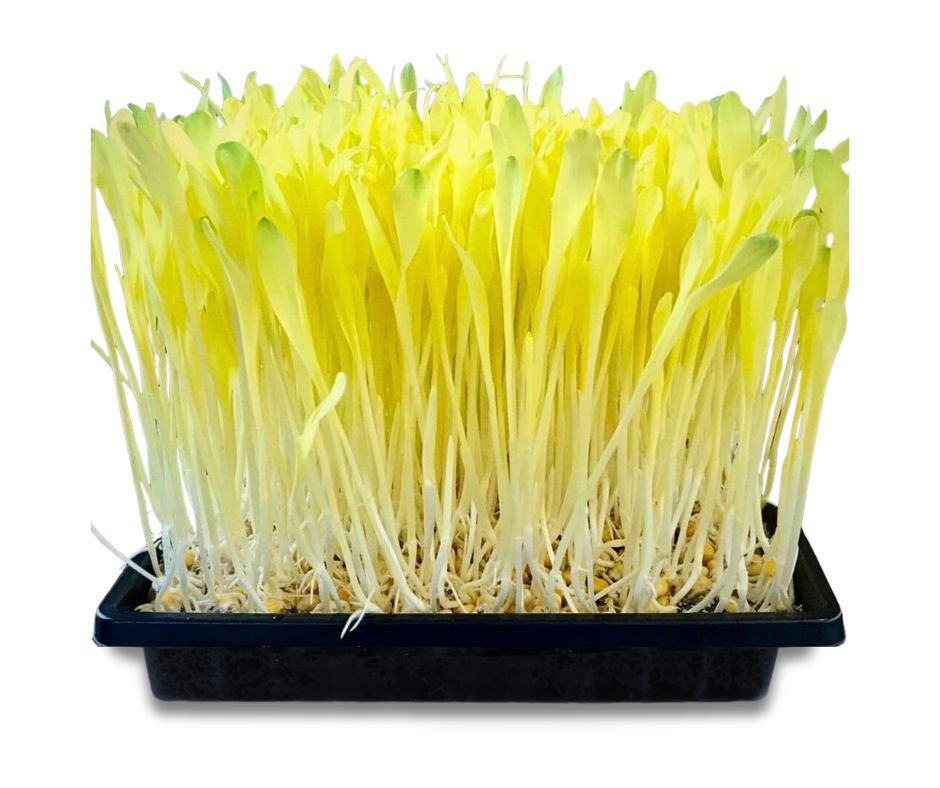 Bright vibrant yellow popcorn microgreens with long stems growing out of a black seed tray. 