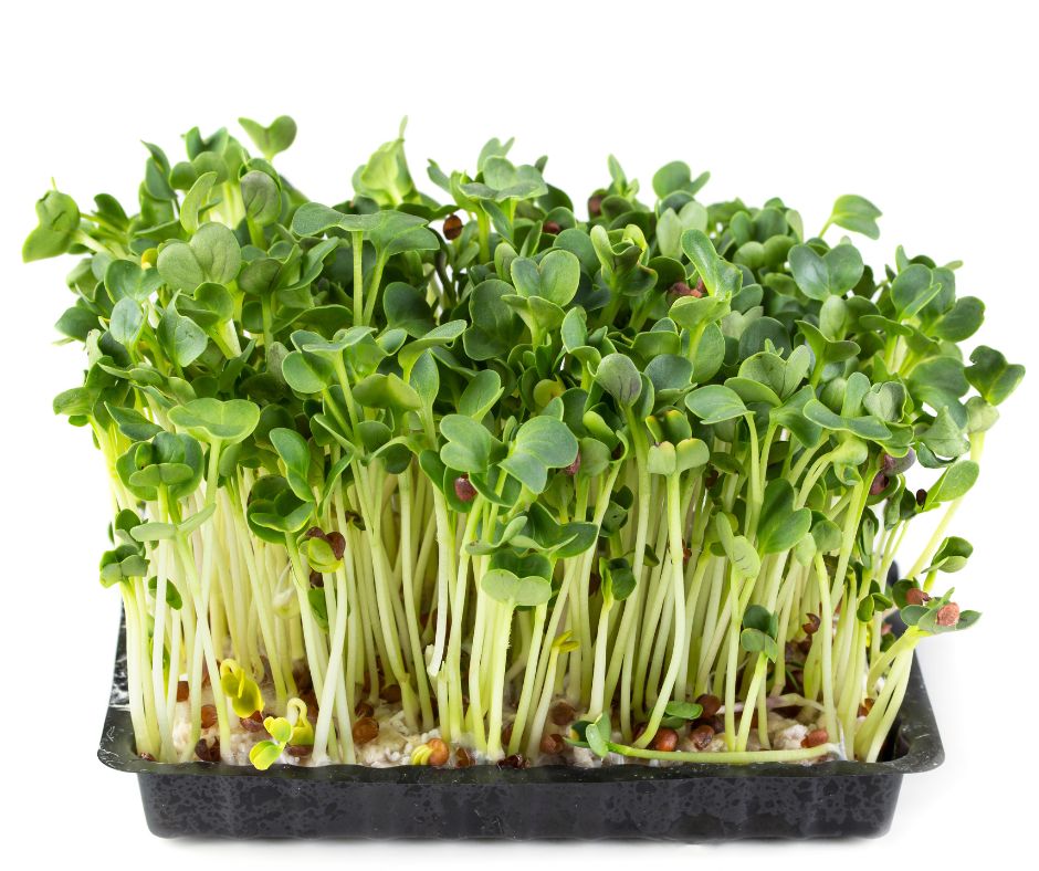 Radish microgreens growing out of a black seed tray with long thin pale stems and bright green leaves at the top. 