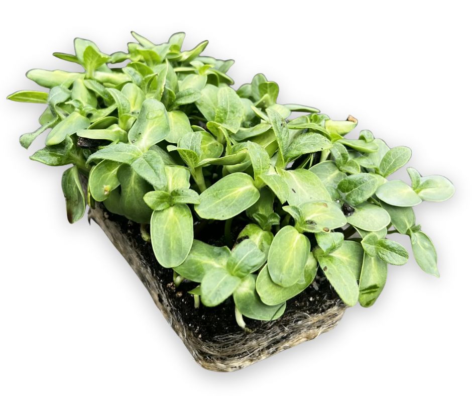 Tray of black oil sunflower microgreens with bright green leaves in rooted soil.