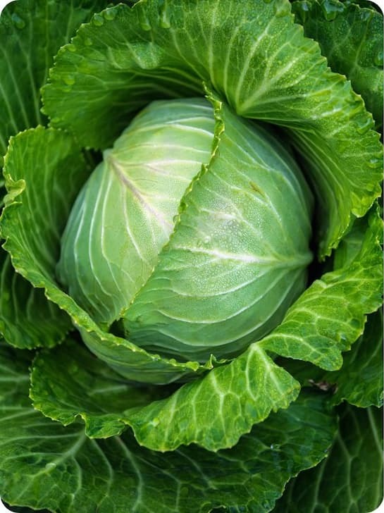 Close up of a head of cabbage.