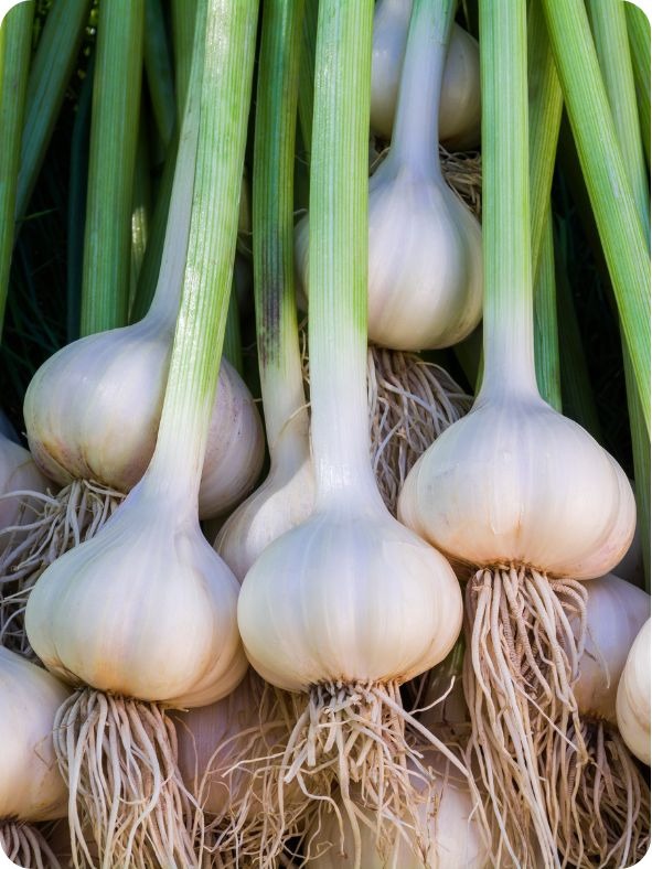 Collected bunch of heads of garlic on a heap.