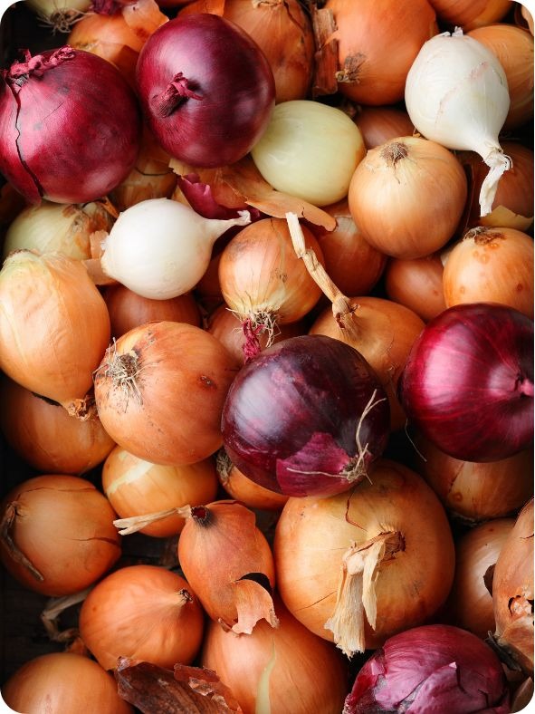Mix of red, white, and yellow bulb onions. Top view.