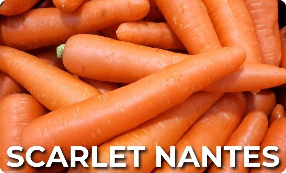 Zoomed-in top-down view of smooth bright orange carrots in a pile. 
