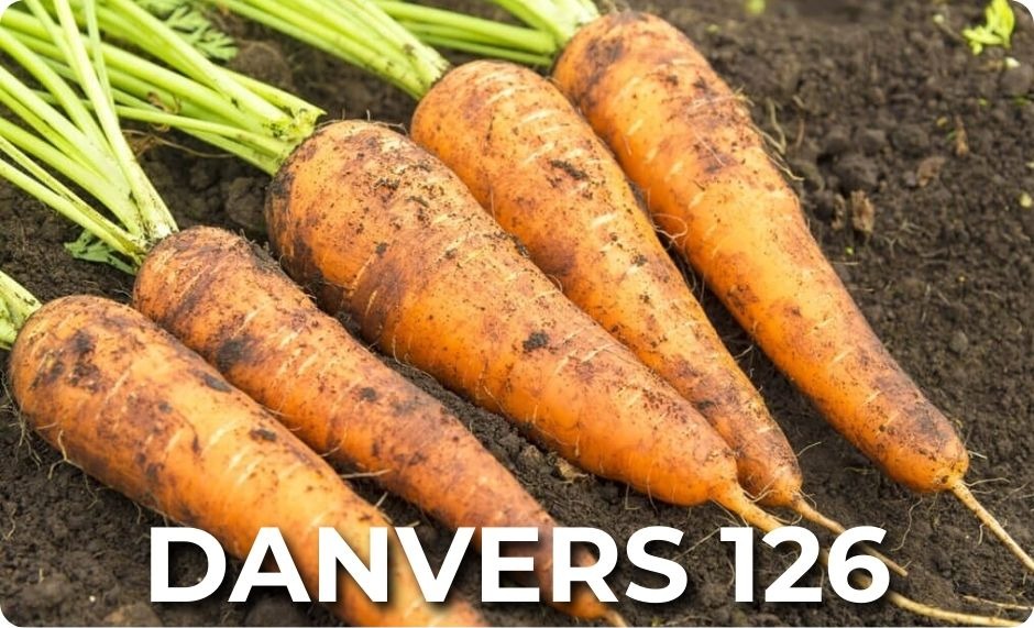 Five freshly harvested Danvers 126 carrots with long green tops laying in soil. 