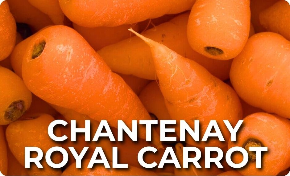 Top-down zoomed-in view of short and stubby Chantenay Royal Carrots in a pile. 